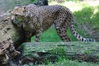 Gepard in Lauerstellung